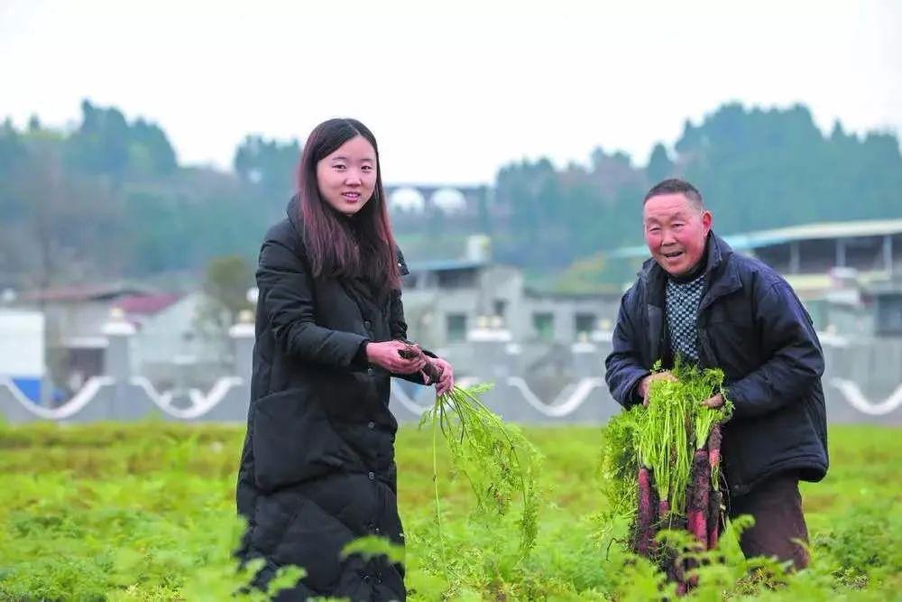 仔姜的种植成本和利润_仔姜种植经济效益_致富经仔姜种植技术