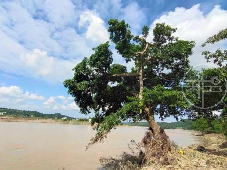 致富经仔姜种植技术_仔姜种植经济效益_仔姜的种植成本和利润