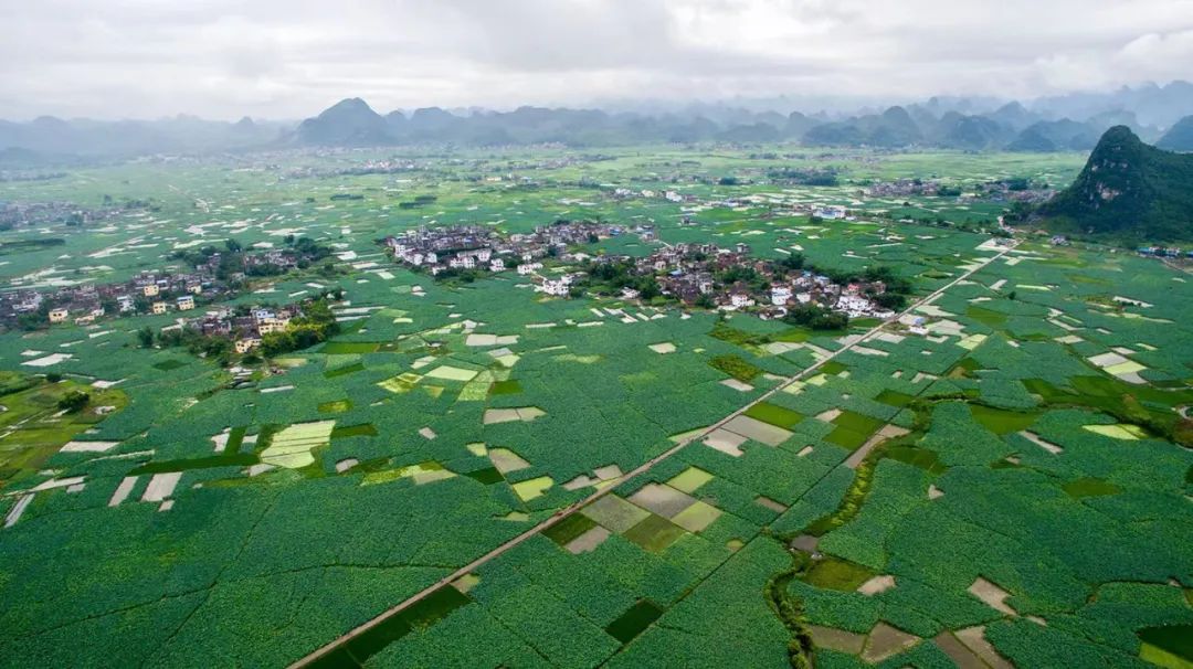 融安种植致富项目_农村致富项目种植_种植致富农村项目大全