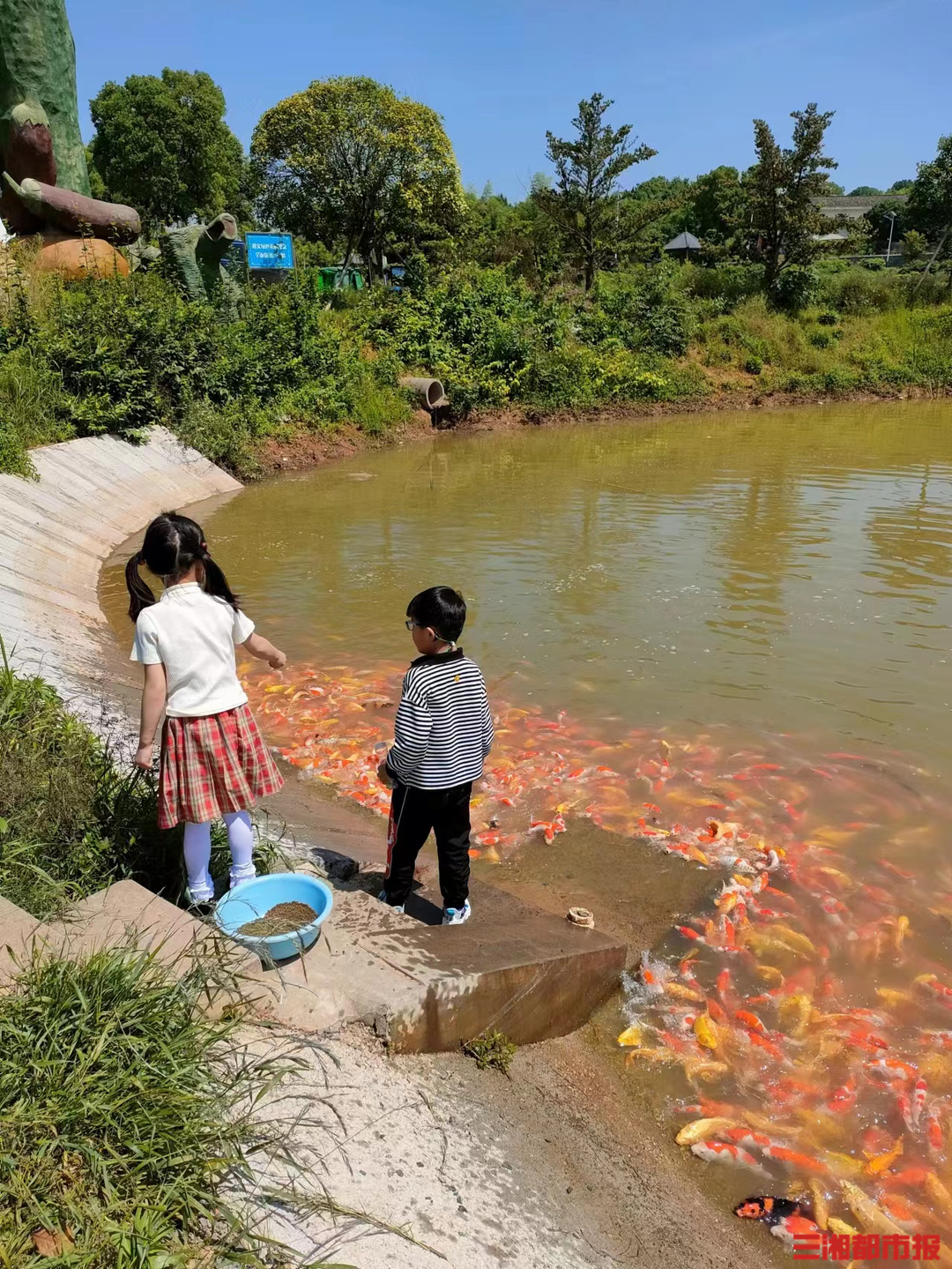 致富经 锦鲤_致富锦鲤运明月_致富经锦鲤养殖视频