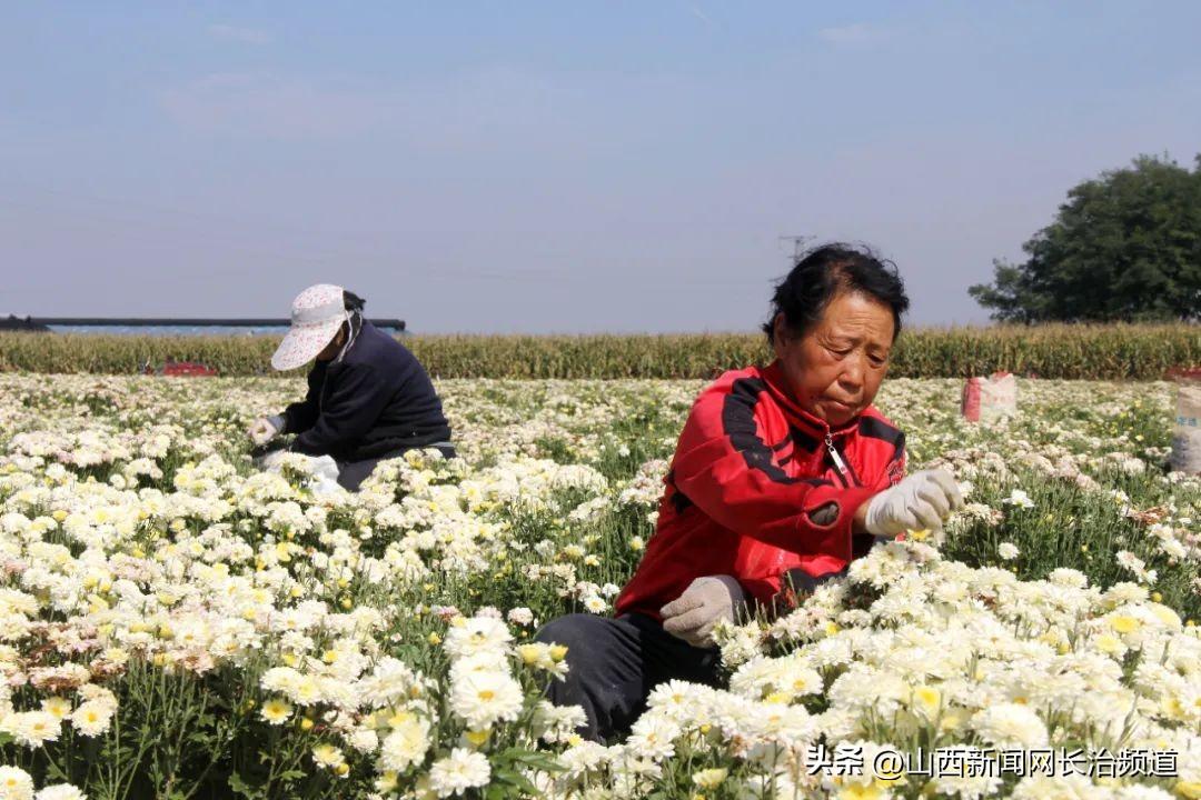 北京菊花种植效益_北京菊花种植技术_种植北京菊花致富