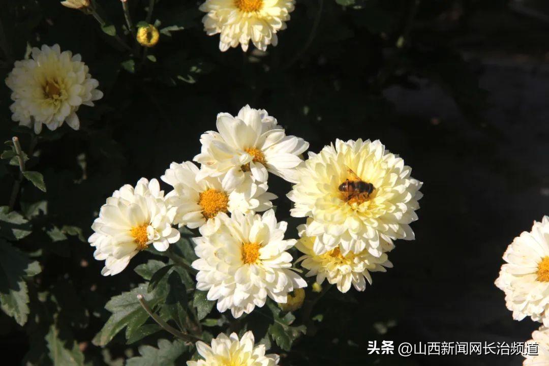 种植北京菊花致富_北京菊花种植技术_北京菊花种植效益