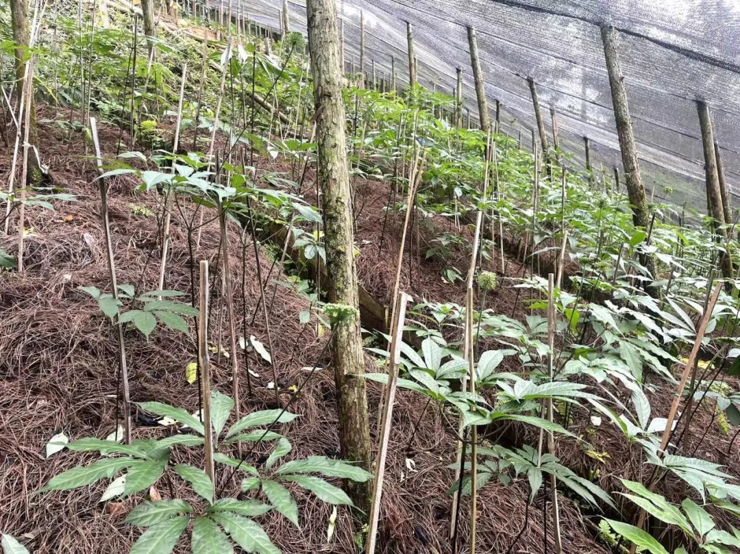 致富经荒山养殖_荒山养猪致富视频_荒山养殖视频