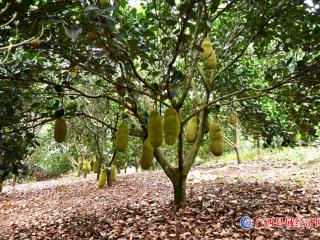 金秋收获菠萝蜜   果农开心更欢喜