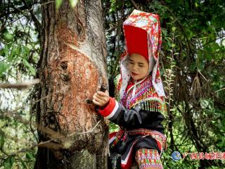 瑶妹割脂好勤快   增加收入乐开怀