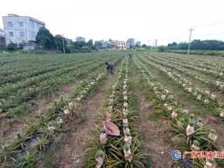 发展凤梨种植好   集体经济收入高