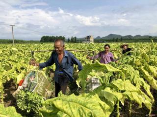 富川县石家乡：“黄金叶”上取真“金”