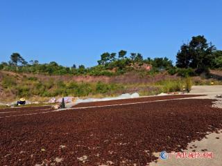 山区八角获丰收   群众增收不用愁