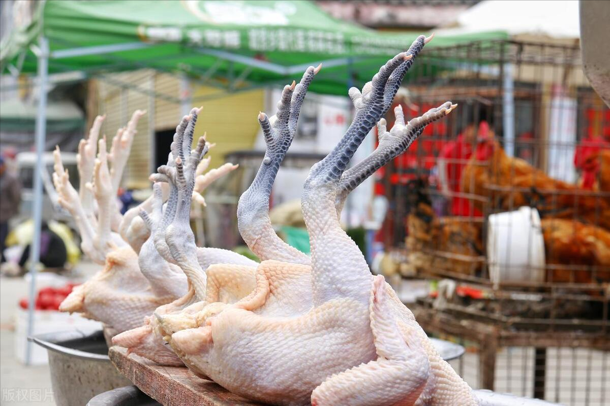 颗粒养殖致富_致富饲料_致富经养殖项目