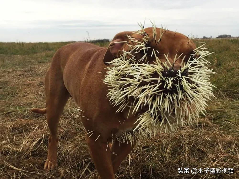 刺猪养殖技术视频_视频养殖刺猪技术教程_刺猪养殖与销售情况