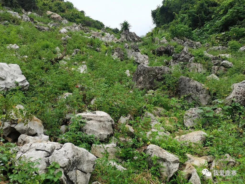 南瓜种植大户_种植大南瓜致富_致富南瓜种植大户名单