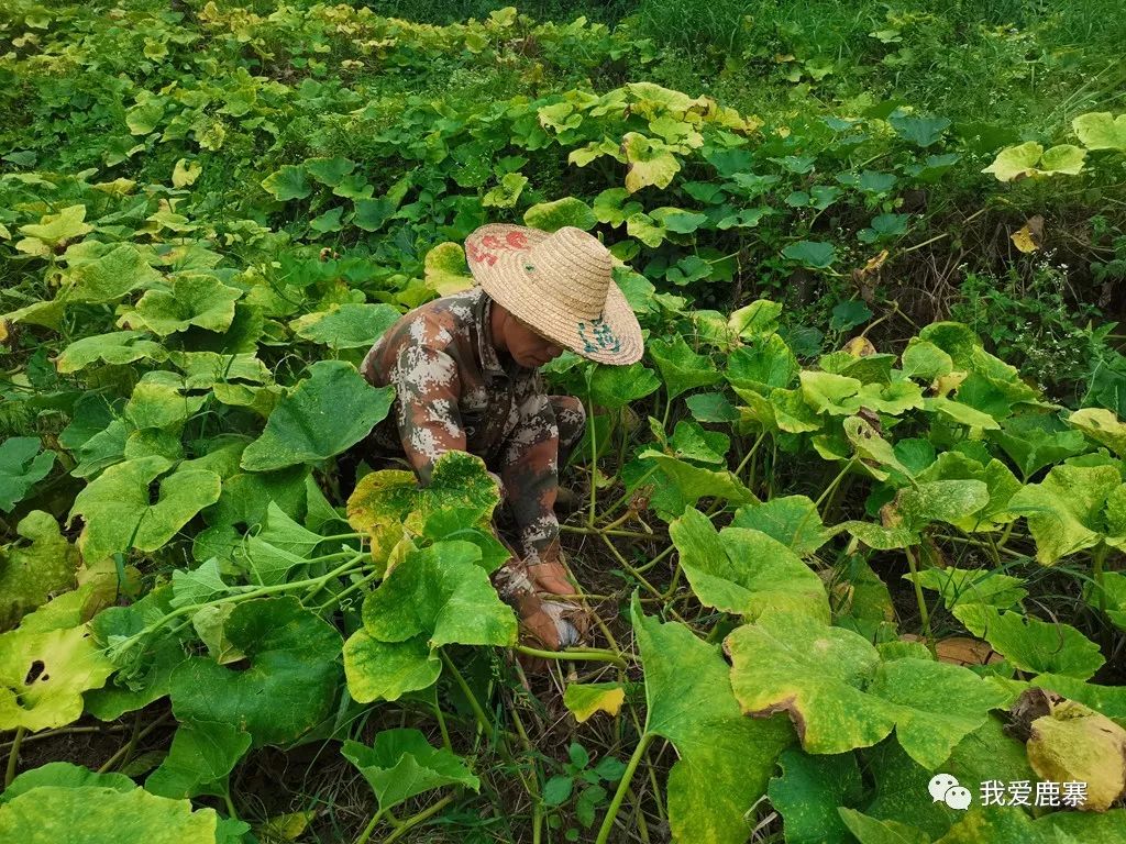 致富南瓜种植大户名单_种植大南瓜致富_南瓜种植大户