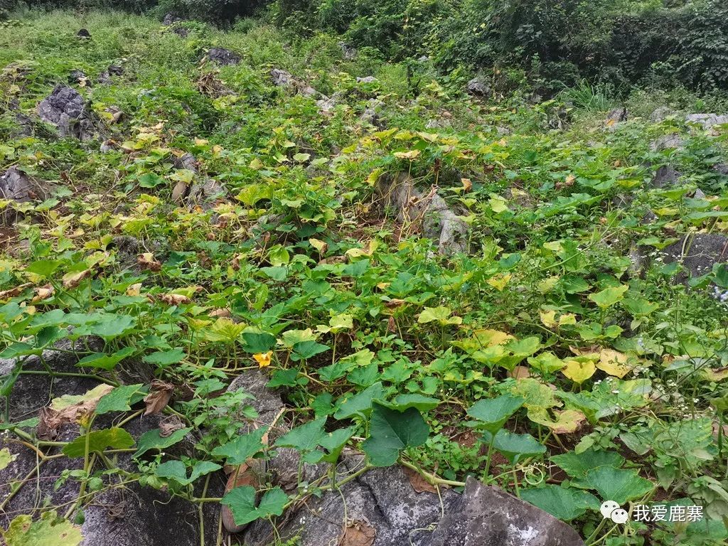 致富南瓜种植大户名单_南瓜种植大户_种植大南瓜致富