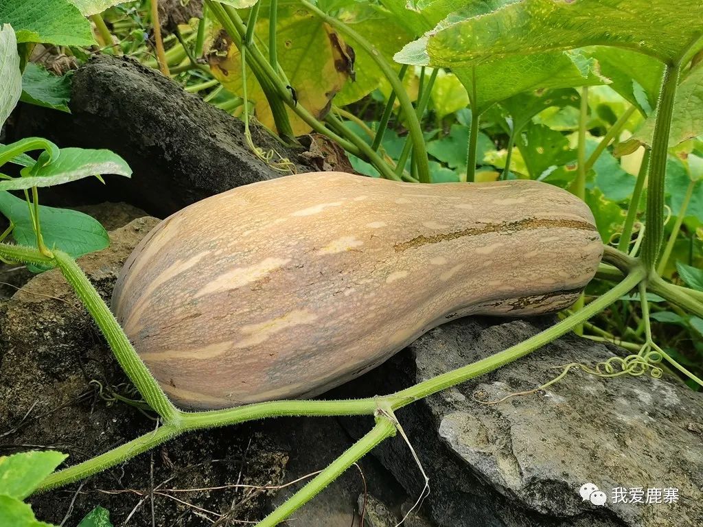 种植大南瓜致富_致富南瓜种植大户名单_南瓜种植大户