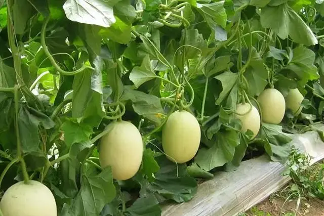 春季大棚甜瓜种植技术_春季大棚种植甜瓜技术要点_春季大棚种植甜瓜技术与管理