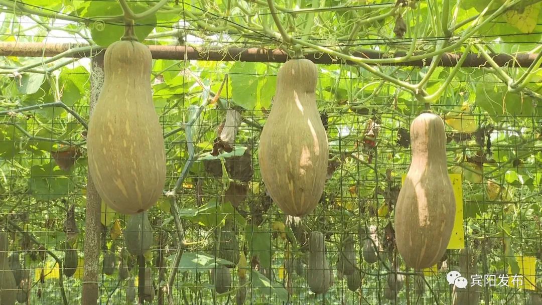 种植大南瓜致富_致富南瓜种植大户名单_种植南瓜效益怎么样