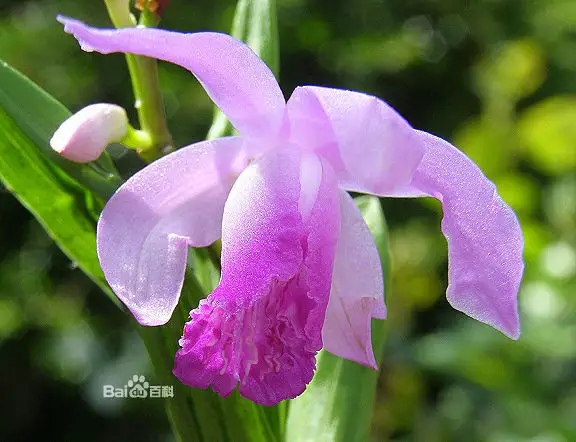 中草药背后的美丽传说（五十二）之白芨 - 仙剑奇侠 - 仙剑奇侠