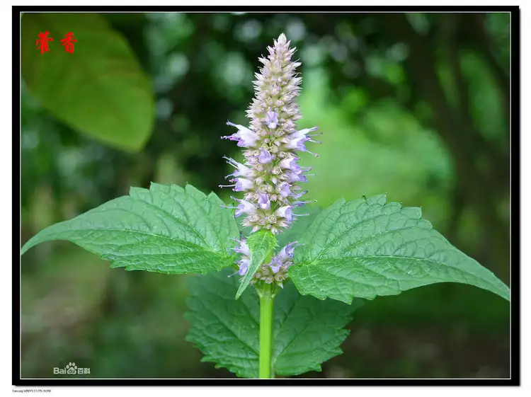 中草药背后的美丽传说（四十六）之藿香 - 仙剑奇侠 - 仙剑奇侠