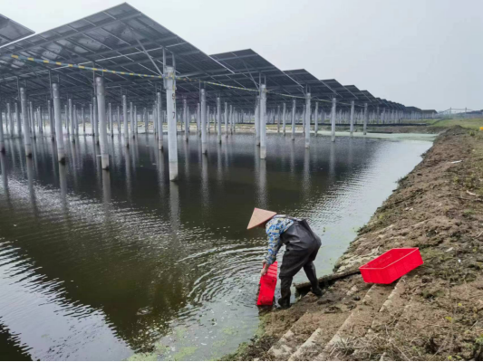 养殖种苗技术_养殖种苗技术有哪些_养殖种植技术