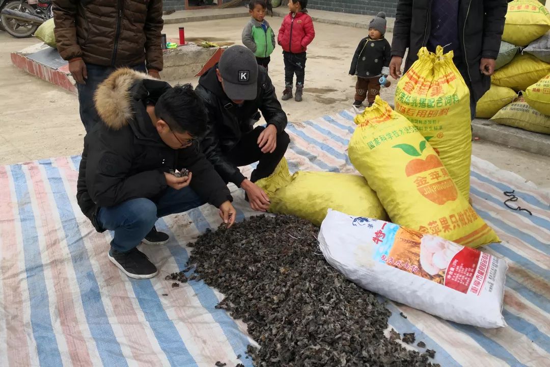 种植天麻黑技术是什么_天麻种植全套完整流程_黑天麻种植技术