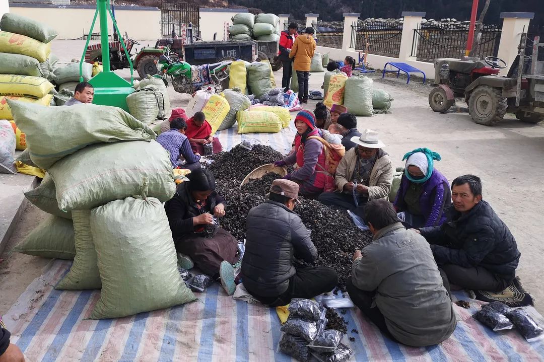 黑天麻种植技术_天麻种植全套完整流程_种植天麻黑技术是什么