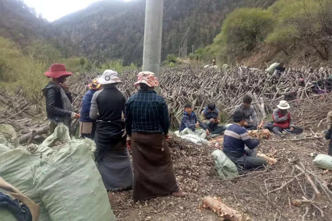 种植天麻黑技术是什么_天麻种植全套完整流程_黑天麻种植技术