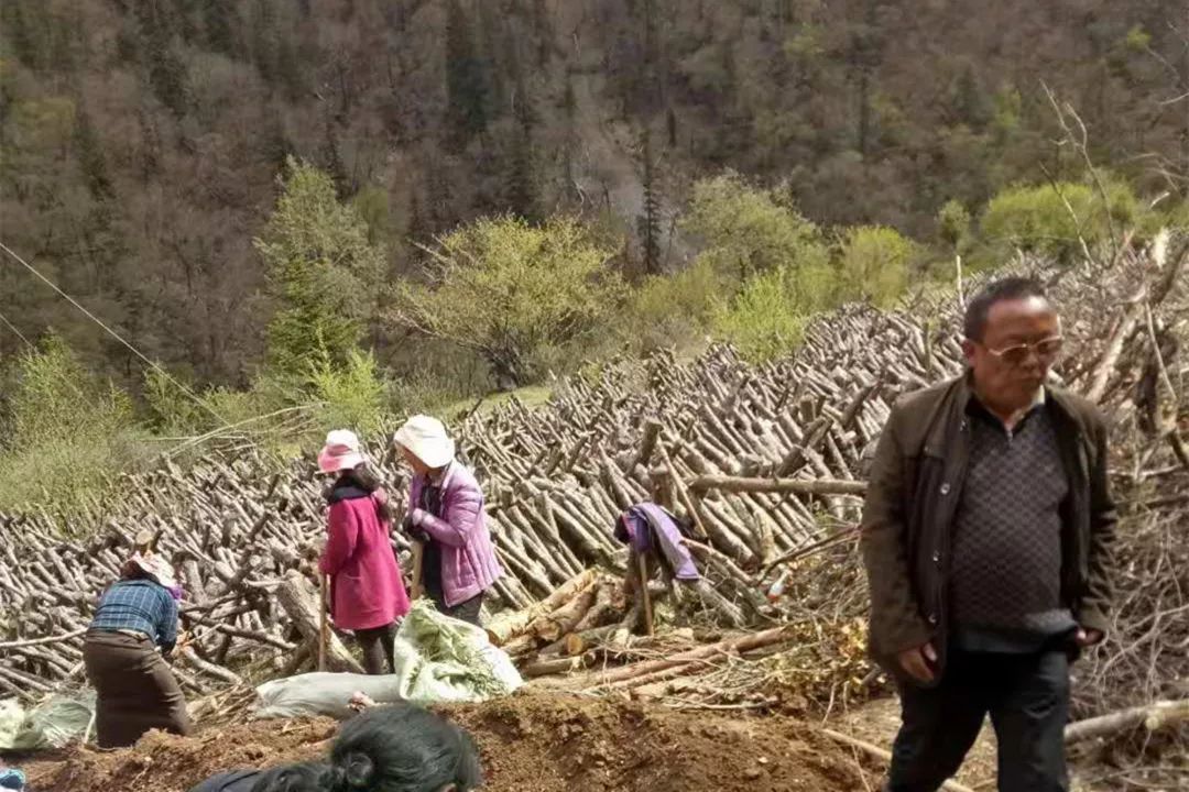 黑天麻种植技术_天麻种植全套完整流程_种植天麻黑技术是什么