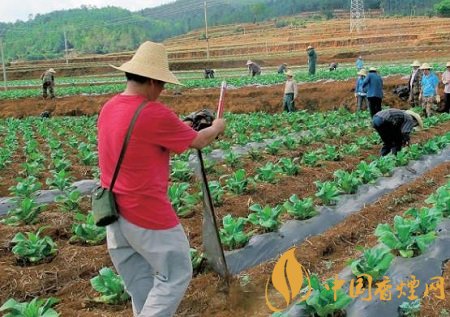 视频种植烟叶技术要求_烟叶的种植技术与视频_种植烟叶流程