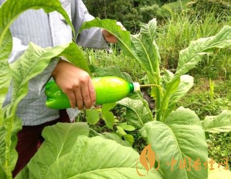 种植烟叶流程_烟叶的种植技术与视频_视频种植烟叶技术要求