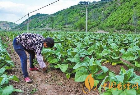 视频种植烟叶技术要求_烟叶的种植技术与视频_种植烟叶流程