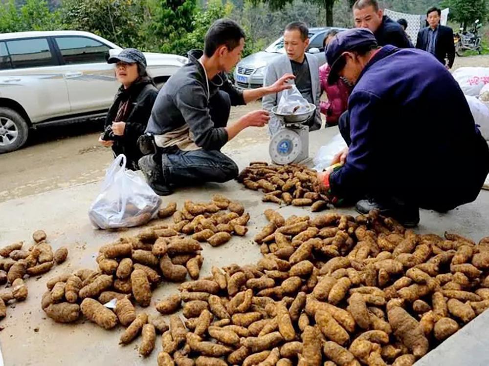 种植天麻黑技术是什么_黑天麻种植技术_天麻种植全套完整流程