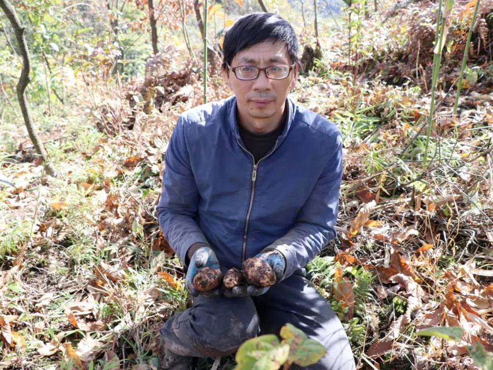 黑天麻种植技术_种植天麻黑技术是什么_天麻种植全套完整流程