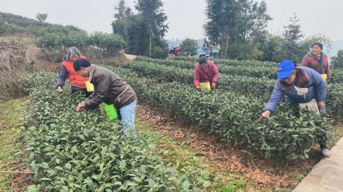 富顺县福善镇：茶树开出新绿芽 托起产业“致富梦”