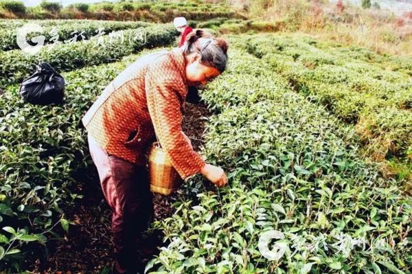 新闻致富种植春茶是真的吗_春茶新闻报道_春茶种植致富新闻