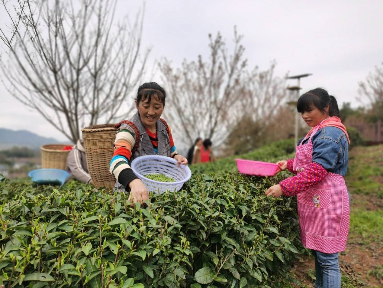 春茶采摘新闻_春茶新闻报道_春茶种植致富新闻