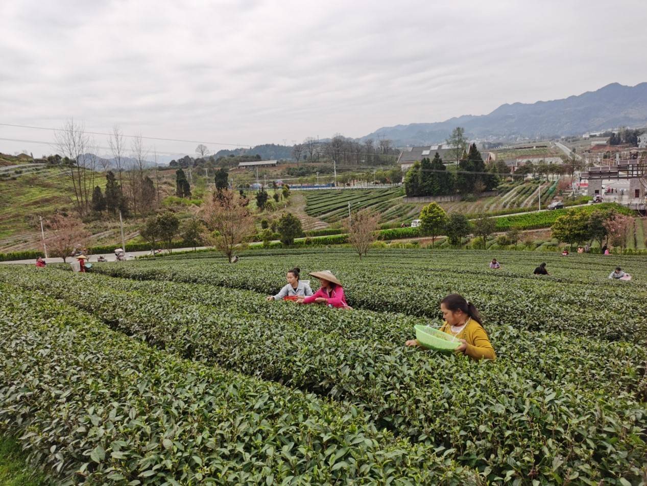 春茶采摘新闻_春茶新闻报道_春茶种植致富新闻