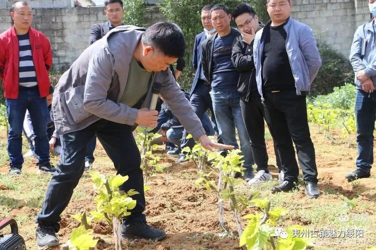 桑蚕养殖技术视频_桑蚕养殖技术_桑蚕养殖新技