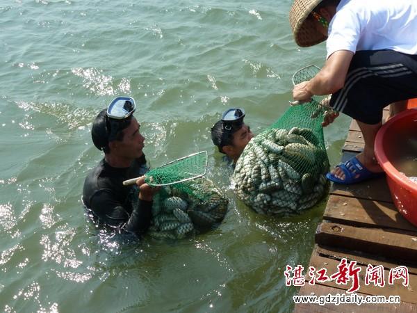 海参养殖业_海参养殖工_致富经海参殖视频