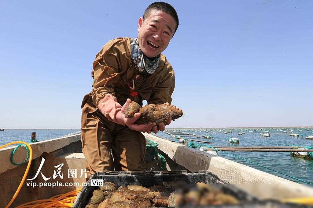 致富经海参养殖视频_致富经海参殖视频_海参养殖工