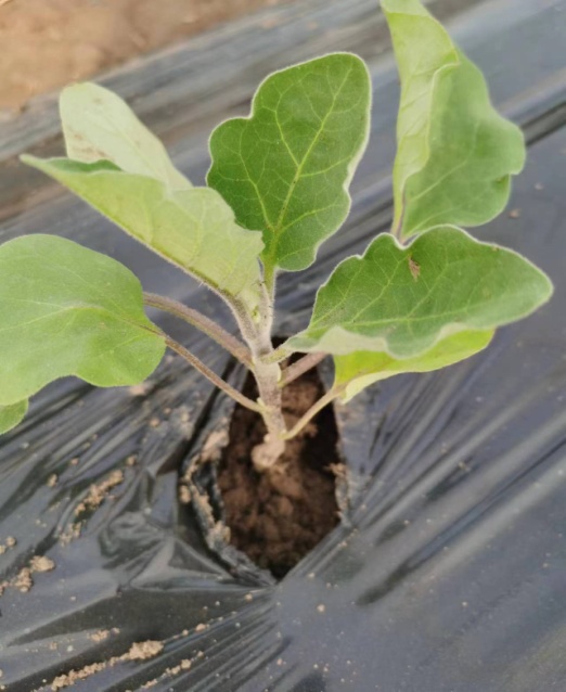 温室大棚茄子种植技术视频_大棚茄子种植技术与管理视频_大棚种植茄子技术视频