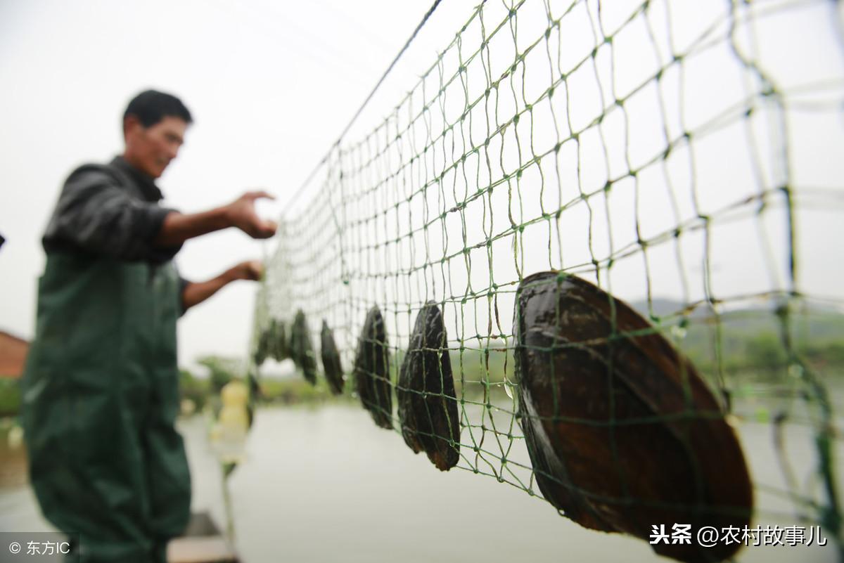 河蚌养殖致富经_致富养殖河蚌故事内容_河蚌养殖致富故事