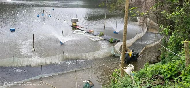 水花鱼的养殖技术_鲶鱼水花养殖技术_养殖水花鲶鱼技术要点