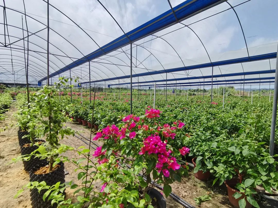 稔子栽培技术_致富种植稔子图片_种植稔子致富