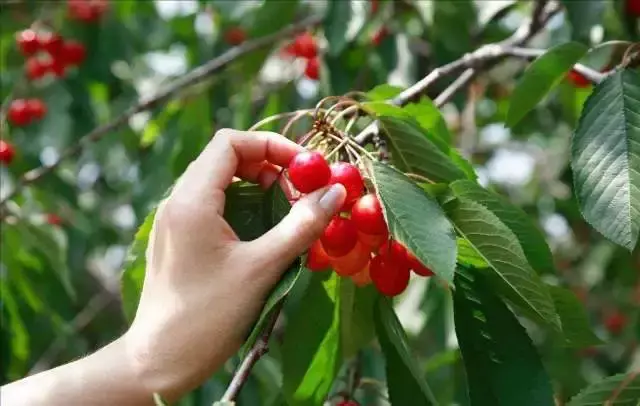 马蜂养殖技术视频每日农经_致富经养马蜂技术视频_马蜂养殖致富思路