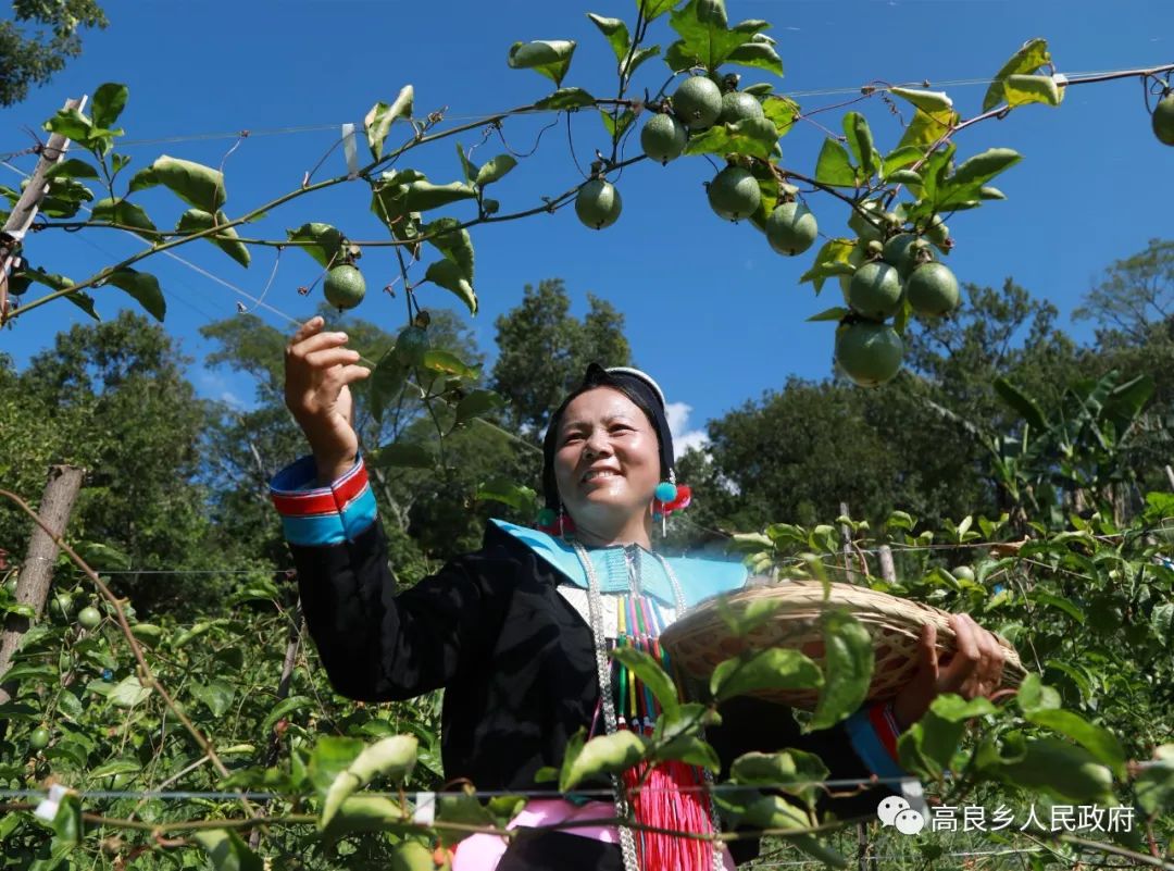 芝麻种植效益_种植芝麻致富_致富芝麻种植视频