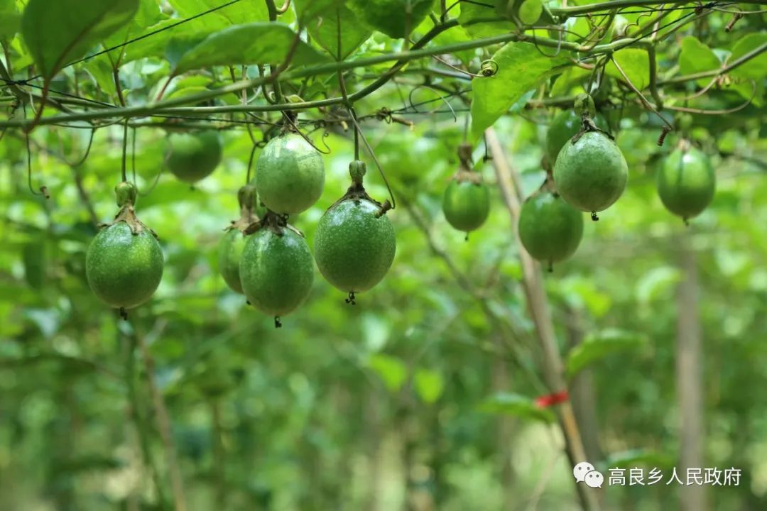 种植芝麻致富_致富芝麻种植视频_芝麻种植效益