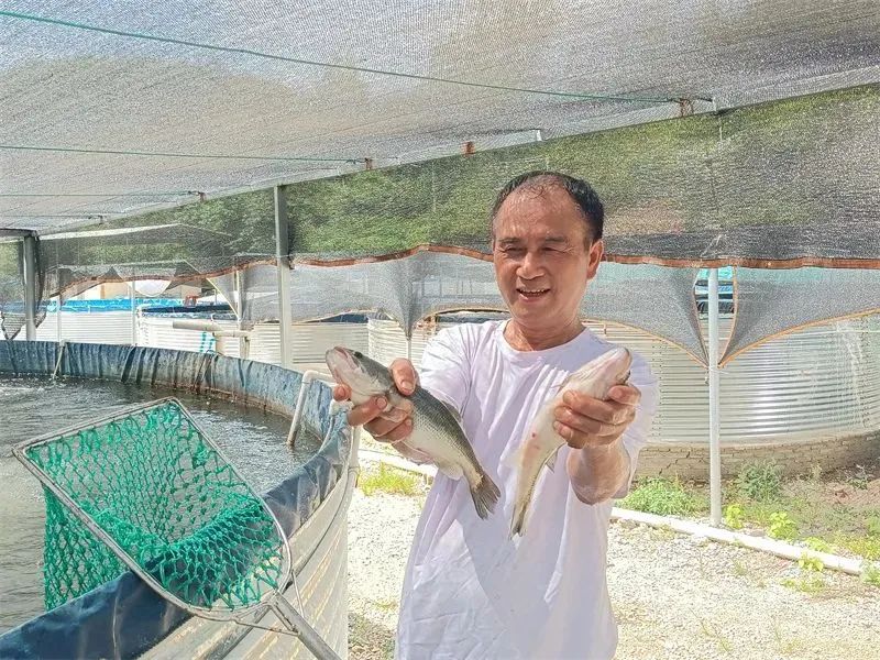 黄辣丁养殖池塘建设_农村养殖黄辣丁_池塘黄辣丁养殖技术