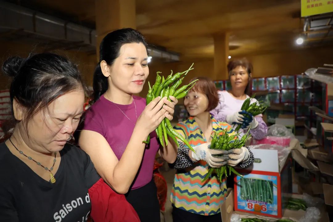 农业节目致富经种植辣椒_致富椒种植视频_种植致富经视频