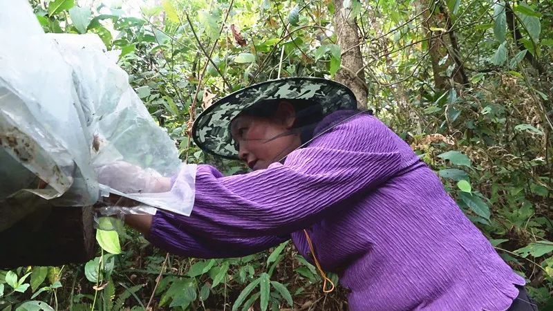 致富经养鸭技术视频_致富经养鸭子视频_视频致富养鸭技术大全