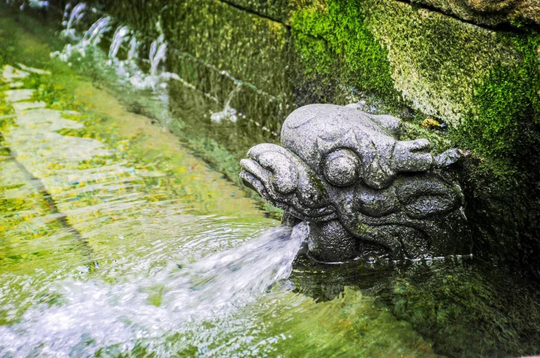 种植稔子致富_稔子栽培技术_稔子种植前景